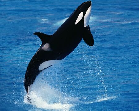 Yacht von Orcas versenkt - die neuesten Nachrichten von Orcas